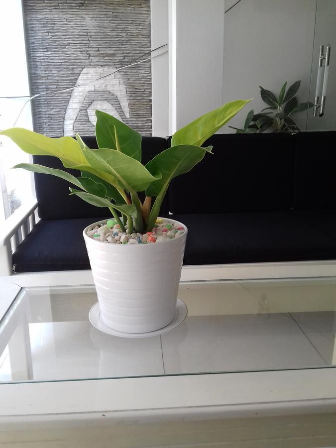 Seasala Hotel Vũng Tàu Ngoại thất bức ảnh